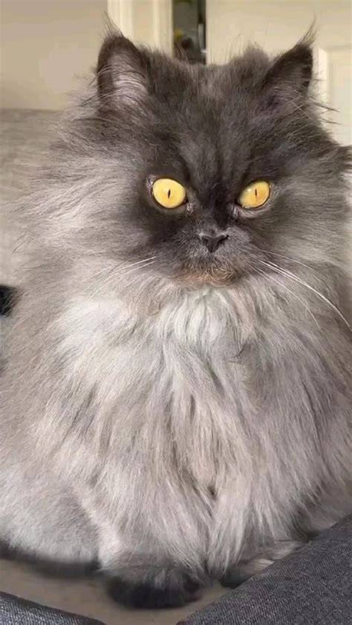 Bobbie the Cat