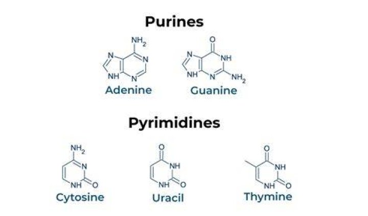 Difference between purine and pyrimidine