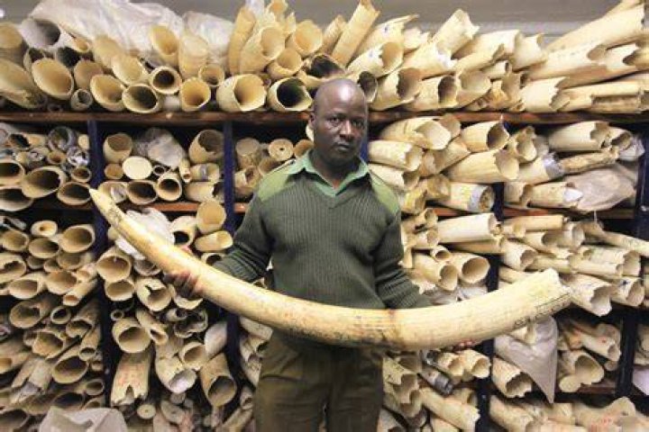 Ivory